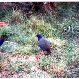 Two Takahe, Te Anau