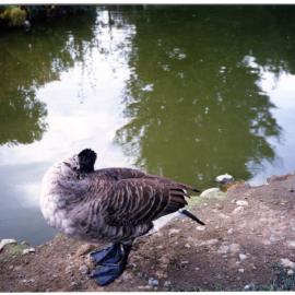 Paradise Shelduck, Te Anau