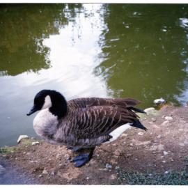 Paradise Shelduck, Te Anau