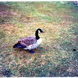 Paradise Shelduck on the lawn, Te Anau