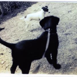 Two dogs on a walk