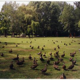 Ducks at the St. Columba's Women's Fellowship picnic, 'The Groynes" 