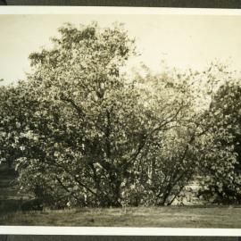 "Kachinar in bloom"