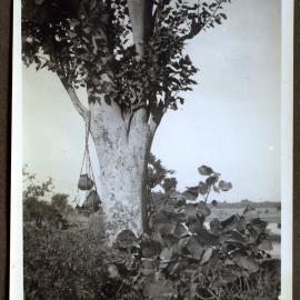 A large tree with urns tied to a branch