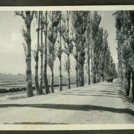 "Poplar Avenue - near Srinagar"