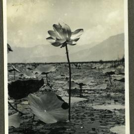 A lotus plant, India