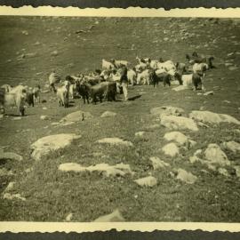 "Mountain Goats" 