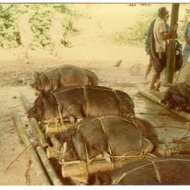 Live Pigs for Sale at the Rantepao Market