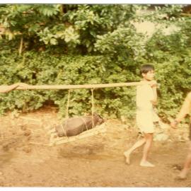 Boys Carrying a Piglet Away from the Rantepao Market