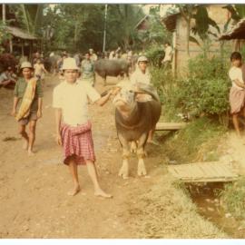 A White Water Buffalo (kerbau belang)