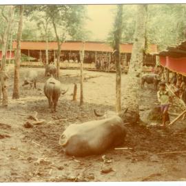 Water-buffaloes, with Various Temporary Buildings