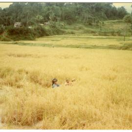 Women Harvesting Rice
