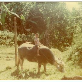 Child on Water-buffalo