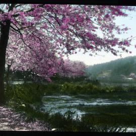 "Sankeien Garden Road, Yokohama, at Cherry time" 