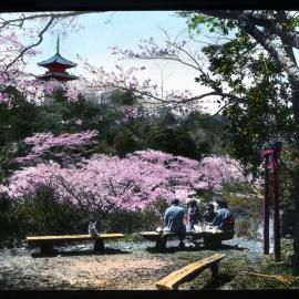 "A family party and Cherry blossoms at Sankeien Garden, Yokohama"