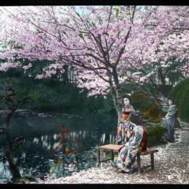 "Geisha girls resting under the Cherry blossoms in a tea house garden" 