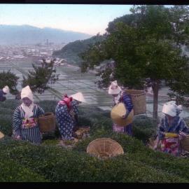 "Picking tea leaves, Shidzuoka"