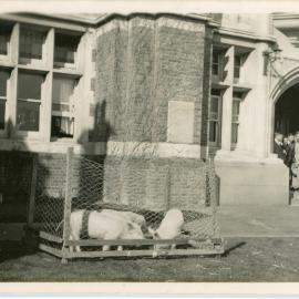 Pigs in a pen, Knox College