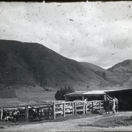 Milking Sheds at Te Whaiti Maori Boys' Farm School