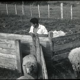 Drifting Sheep at Te Whaiti Maori Boys' Farm School