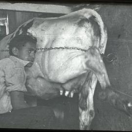 Milking Time at Te Whaiti Māori Boys' Farm School