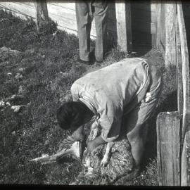 Shearing Sheep
