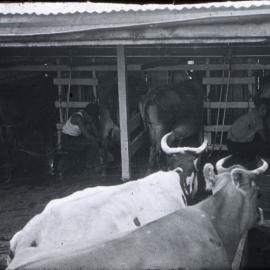 Te Whāiti Māori Boys' Training Farm Milking Barn