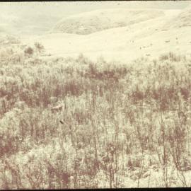 Scrubland at Te Whaiti Farm