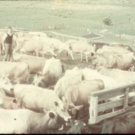 Cow Yard at Te Whaiti Māori Boys Farm School