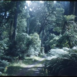 Old Log Track at Te Whaiti Māori Boys Farm School