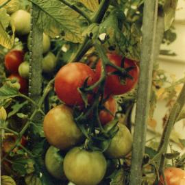 Tomatoes