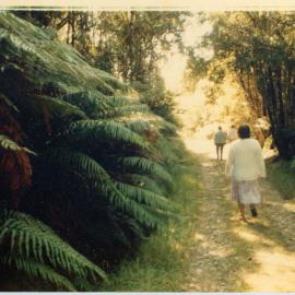 Walking Among The Ferns