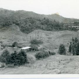 Unknown Forest Trail