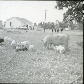 Farm Yard Animals