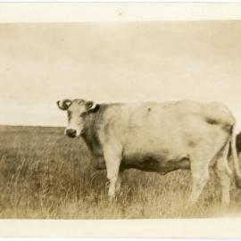 Scottish Cow