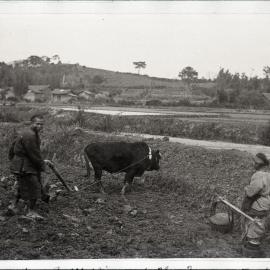Ploughing With Buffalo In Upper Panyu
