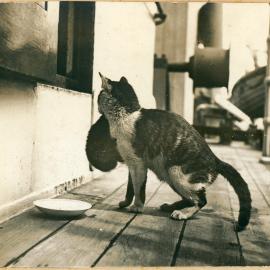 Ship's Cat
