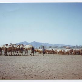 Camels at 'El Das'