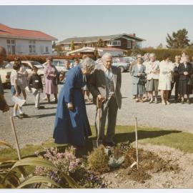 Planting of a kauri tree