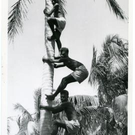 Climbing coconut palm