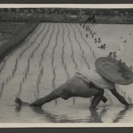 Planting Rice