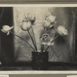 Lotus Flowers