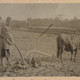 Ploughing A Rice Field.