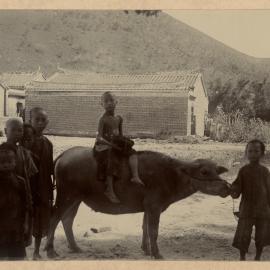 Village Boys with Water Buffalo.