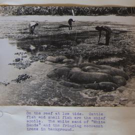 On The Reef at Low Tide