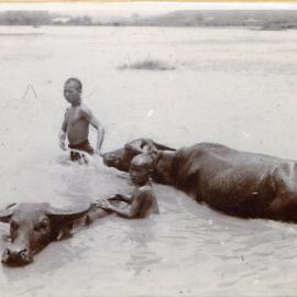 Washing the water buffaloes