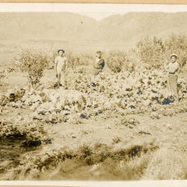 The Vegetable Garden