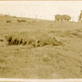 A View In The Big Paddock