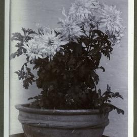 Chrysanthemums, 1916